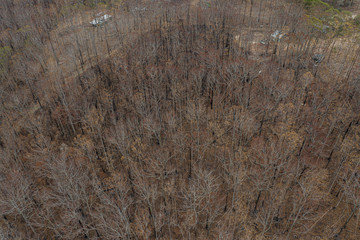 burnt forest after bushfires in Australia