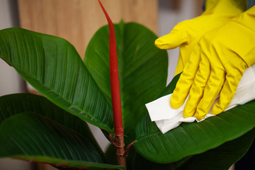 Cleaning company worker cares for a plant