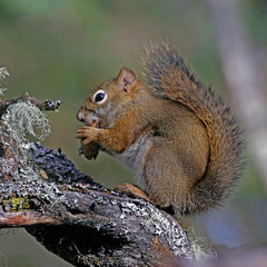 Naklejka na ściany i meble Squirrel in a tree feeding on seeds.