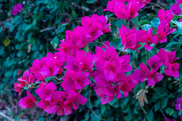 The red bougainvillea blooms beautifully.