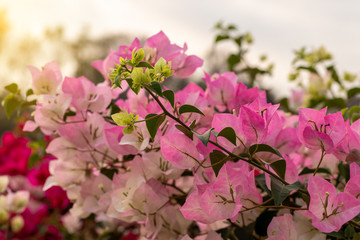 Bougainvillea Many beautiful colors bloom.