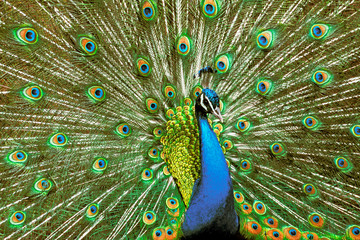 Obraz premium peacock with feathers out