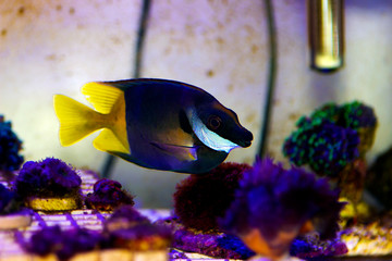 Bicolored foxface rabbitfish - (Siganus uspi)