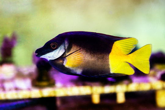 Bicolored foxface rabbitfish - (Siganus uspi)