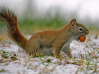 Red Squirrel with hazelnut in snowy field 