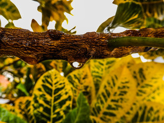taking advantage of the rain to capture beautiful drops of water