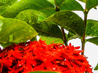 taking advantage of the rain to capture some colorful flowers