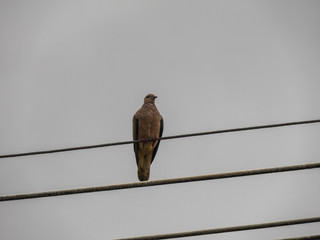 taking advantage of the rain to capture beautiful birds