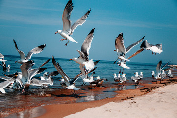 seagulls on the beach