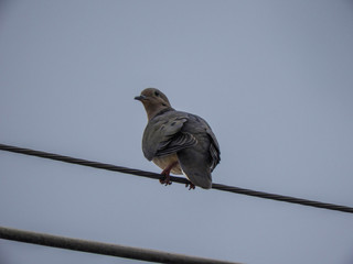 taking advantage of the rain to capture beautiful birds
