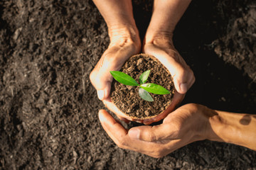 The hands of the old woman and the man's hands are helping to grow the seedlings that grow in the pot.