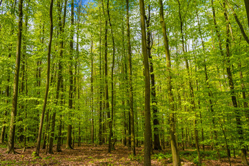 Fototapeta na wymiar forest in Germany