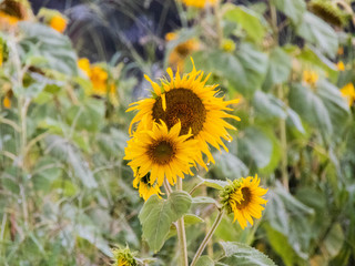 taking advantage of the rain to catch some sunflowers
