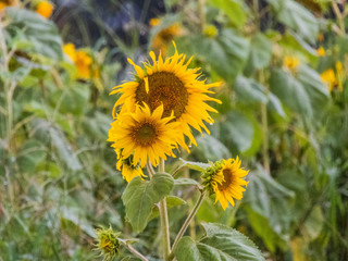 taking advantage of the rain to catch some sunflowers