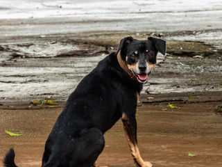 capturing the moment when a dog is waiting for its owner