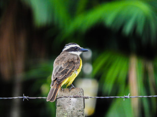 a beautiful bird of the species bem-te-vi