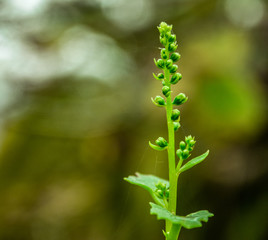beautiful flowering plant