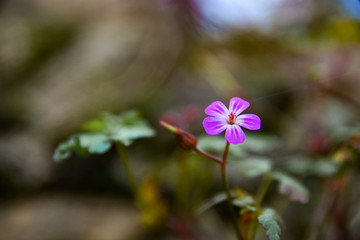 beautiful flowering plant