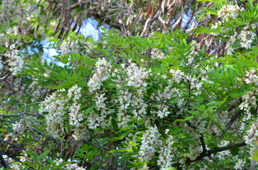Crown of blooming robinia pseudoacacia on a sunny day.