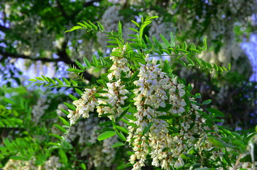  Crohn blooming robinia pseudoacacia.