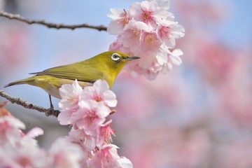 寒桜とメジロ
