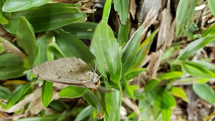 borboleta na grama