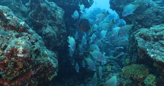 Reef fish from Revillagigedo archipelago. Mexico.