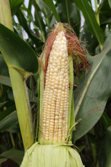 corn with the kernels still attached to the cob on the stalk in organic corn field.