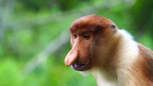 Wild Proboscis monkey or Nasalis larvatus, in the rainforest of island Borneo, Malaysia, close up
