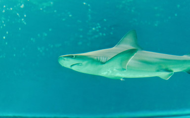 Shark floating in the sea, underwater sea life