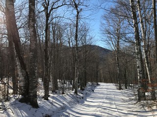 Snowy path in woods
