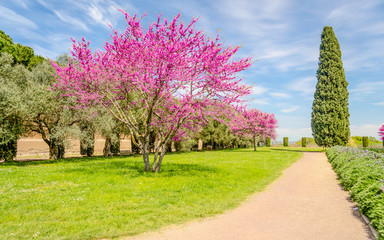 Beautiful garden with flowered cherry trees, cypresses and olive trees