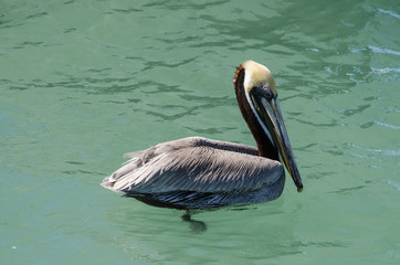 Pelican floating in the water.