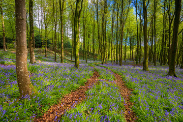 Sunlight shines through trees in bluebell woods