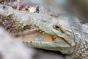 Crocodile with open mouth