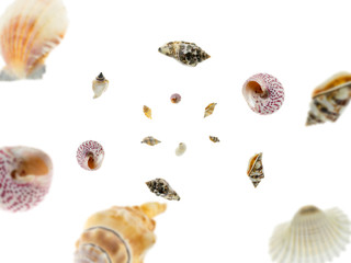 Summer holiday poster. Starfish, seashell falling on white background. Hello summer tropical concept