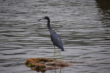black bird on a rock