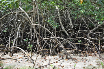 mangrove on sand