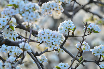 Pear flower in full bloom in spring