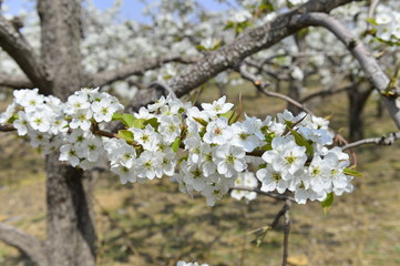 Pear flower in full bloom in spring