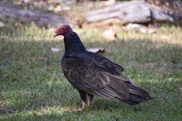 Fototapeta premium Black vulture red head tropical panama