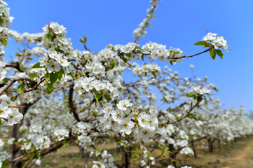Pear flower in full bloom in spring