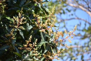 mango flower tropical tree