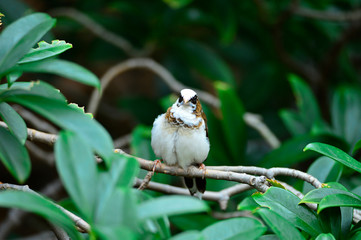 The outdoor fringillidae birds in the park