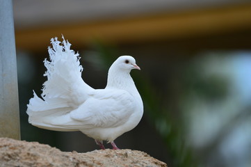 The outdoor fringillidae birds in the park
