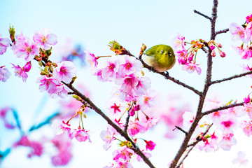 南立石公園の桜