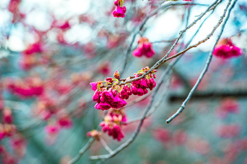 南立石公園の桜