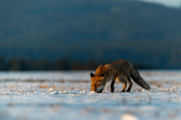 Red Fox (Vulpes Vulpes) running on a meadow covered with snow