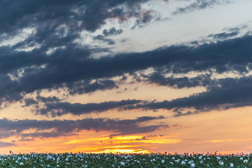 Beautiful poppy field at sunset