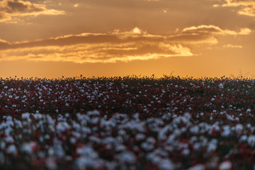 Obraz premium Beautiful poppy field at sunset